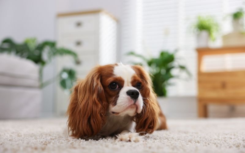Pet Stain Removal Vancouver Wa